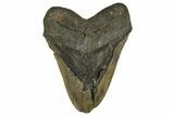 Bargain, Fossil Megalodon Tooth - Huge NC Meg #308585-1